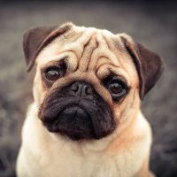 Pug Addiction(@AddictionPug) 's Twitter Profile Photo