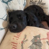 Henry 🐾❤️ (With Assistance from Buzz 🌈 & Woody) (@henry_is_me) 's Twitter Profile