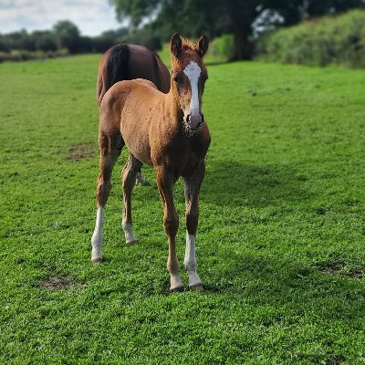 Love my horses and dogs, fascinated by wildlife and I love aviation and history