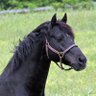 Kwillia92497551's profile picture. American Patriot. Retired Corp. Sales.Breeder of Hunter Ponies.