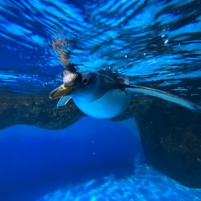 YoRHarium's profile picture. 水族館が好き。風景やらも撮ります。ペンギンが大好きです。すみだの推しはわらびです。カメラ→SONY 人生の最終目標は南極行ってペンギンに会う。