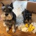 thedogpoet (@thedogpoet) Twitter profile photo thedogpoet (@thedogpoet) Twitter profile photo