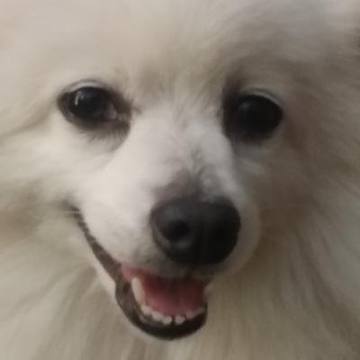 jackmus60990676's profile picture. 2020年、2018年7月22日に生まれた愛犬コウラと成田に降り立ち、北日本を探検しました♂ちなみに無言フォローお許しください🙇‍♂️