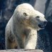 The Bear (@kingbear954) Twitter profile photo The Bear (@kingbear954) Twitter profile photo