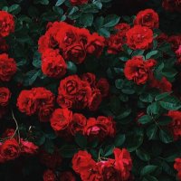 Roseflawless (@roseflawlesss) 's Twitter Profile