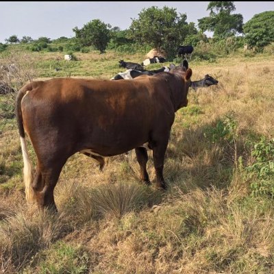 kanyesiga's profile picture. 
