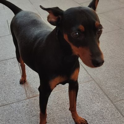 JoseJoseelittoo's profile picture. 