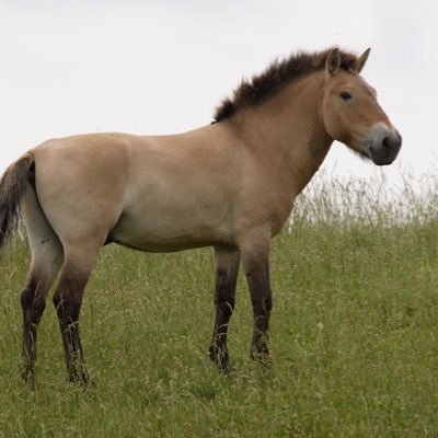 horse_a75532's profile picture. 