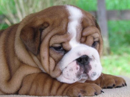 EMPIREOFBULLDOG's profile picture. Cría especializada y exportación de cachorros de bulldog ingles. BB pin 21D7E8F8,  https://t.co/KGiOOwr1uT