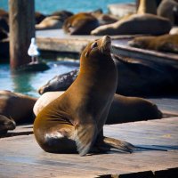 PIER 39 (@pier39) 's Twitter Profile