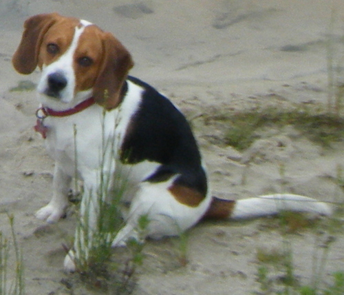 wessoypetey's profile picture. 