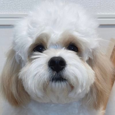 もうふ🎂2022.3.18🐶キャバションのおとこのこ。陽キャいぬ。