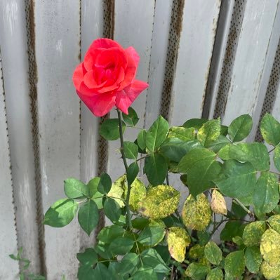 aboyko62's profile picture. Loving Mum & Auntie ❤️Member of East Hamilton Optimist since 2023