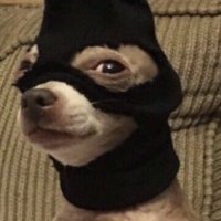Pissed Chihuahua(@pissedchihuahua) 's Twitter Profile Photo