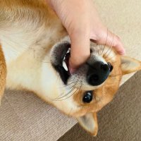 豆柴べにまる(@benimaru1shiba) 's Twitter Profile Photo