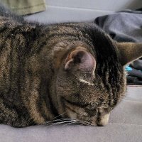 a gay-lady loving homosexual woman person💙 (@dreadravenanzu) 's Twitter Profile Photo