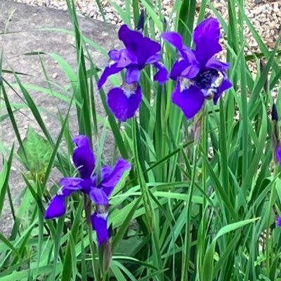 1haの米🌾4a家庭菜園の野菜🥒🥦🫑🫛🍅🥕🍆🥔🧄漬物、加工品を、直売所に出荷しています💪✨自然農からオーガニック自然栽培に来ました😁最近、百姓農園さんを師事しています😃