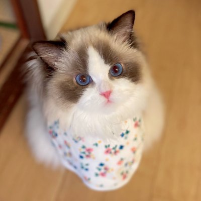 猫が大好きです。