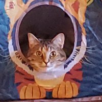 Northwind Star (@northwindstar) 's Twitter Profile