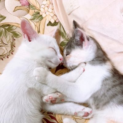 三毛猫るなと🐾 と白猫さんおもちの成長記録です！！どっちも女の子🎀🤍主猫大好き人間です🤭💖可愛い天使ちゃん達を覗いていってください♪♪無言フォロー失礼します！！ #保護猫 #猫好きさんと繋がりたい