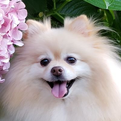 pome_kina's profile picture. 2018年8月生まれの女の子です。 きなり色なのできなりと名付けました。