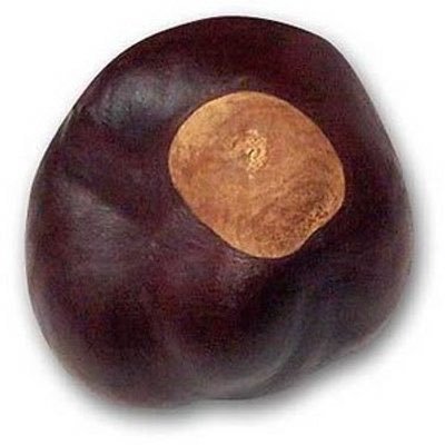 The Buckeye Nut Profile