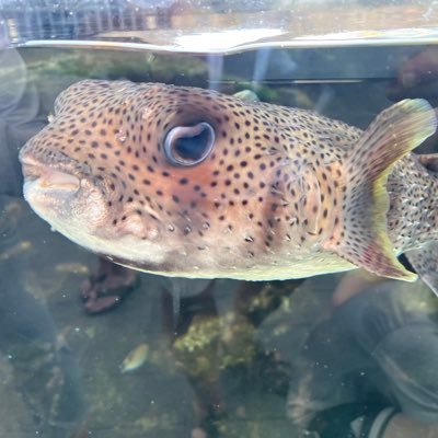 ArdentSkeptic's profile picture. 