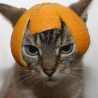 Vincent S. Kopp (@vcntkpp) 's Twitter Profile