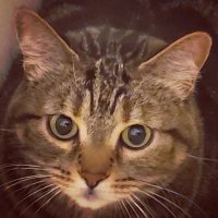 Orny'catto97 (@bbi4bbi) 's Twitter Profile