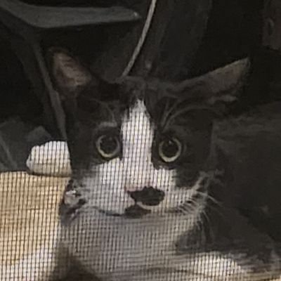 eckharttttt's profile picture. 