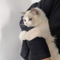 苏蝉 (@cicadasu) 's Twitter Profile
