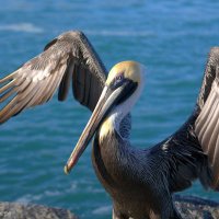 The Periwinkle Pelican (@peripelicanlit) 's Twitter Profile