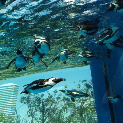 roi_polypterus_'s profile picture. 旅人┊京都産┊INFP┊不思議生命体┊ゆ♡┊お菓子┊ラーメン┊マンホール(ポケふた)