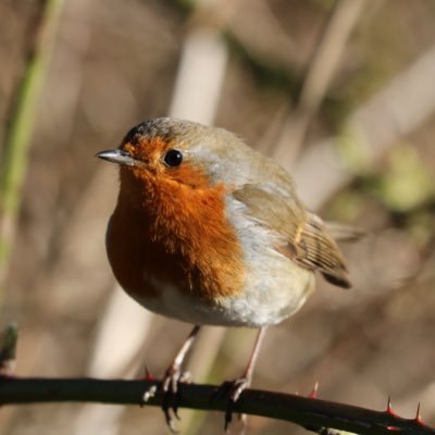 Janice McLaughlin @janicemcl.bsky.social Profile