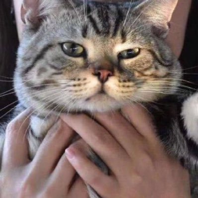 fishbig's profile picture. 对象 @luckygirlya 虎斑咖啡 2019.03.15｜蓝白泡芙 2020.08.08