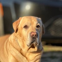 Labrador friend (@labrado18535511) 's Twitter Profile