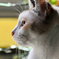 羽鳥写真館 (@hatolier_camera) 's Twitter Profile Photo 羽鳥写真館 (@hatolier_camera) 's Twitter Profile Photo