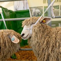 Lincolnshire Show(@lincsshow) 's Twitter Profile Photo