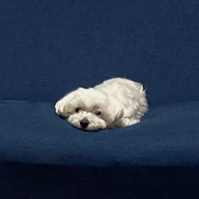 kb_hq1's profile picture. 広告プランナー | お酒を入れると、企画が出てきます。