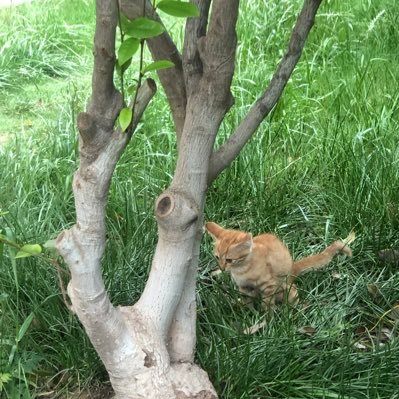 bankouzuozhizhu's profile picture. 純粋な中国語のツイート主、不定時に日本語のツイートが落ちる（機械がひっくり返る）；  大号：@bohenaijiang（酸奶）