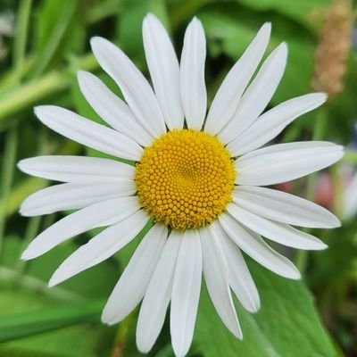 CarersOTUK's profile picture. An affinity group for the occupational therapy  community (OTA, OTs, RtP OTs, retiredOTs, OTstudents &  OTapprentices)who are/were carers.