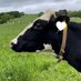 幌延町酪農担い手育成センター✨新規就農🐮牛 (@horonobeninaite) Twitter profile photo 幌延町酪農担い手育成センター✨新規就農🐮牛 (@horonobeninaite) Twitter profile photo