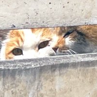 toshinori (@muraitoshinori) Twitter profile photo