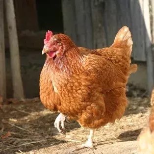 SARL Spécialiste en élevage et vente de Poulet 🐓 et Porc 🐷