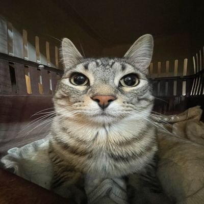 PhatDiplodocus's profile picture. Re-living the life