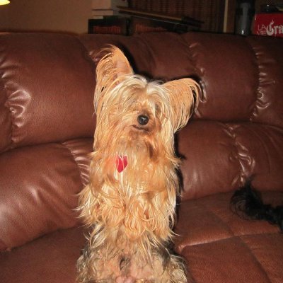 Littledebcakes6's profile picture. America Loving Conservative Woman!!!! MAGA
There are only 2 Genders, Male and Female!
2+2=4 NO DMS 
I am a Lamb of GOD, not a Sheep of the Goverment!