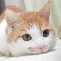 Loretta_Panzerjäger (@luftfahrtmagier) 's Twitter Profile Photo