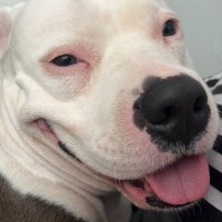 beyloş (@baileysthepit) 's Twitter Profile