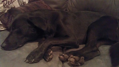 TheMoose53's profile picture. 