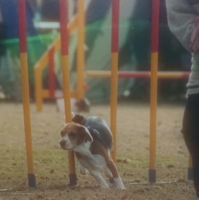 家庭菜園で無農薬野菜を作り愛犬と旦那と趣味の陶器絵付けを楽しみながら過ごして居ます。